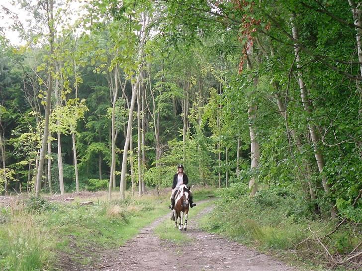 Pinto kelly <´3 billede 11