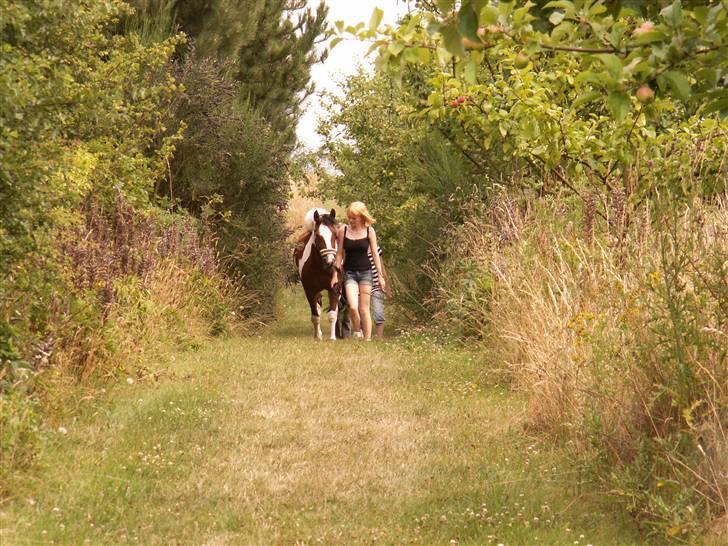 Pinto kelly <´3 billede 12