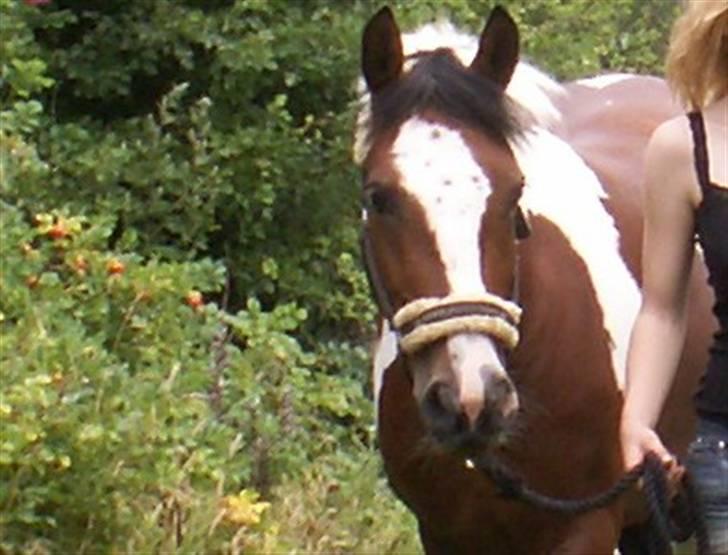 Pinto kelly <´3 billede 13