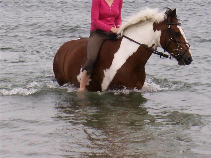 Pinto kelly <´3 billede 14