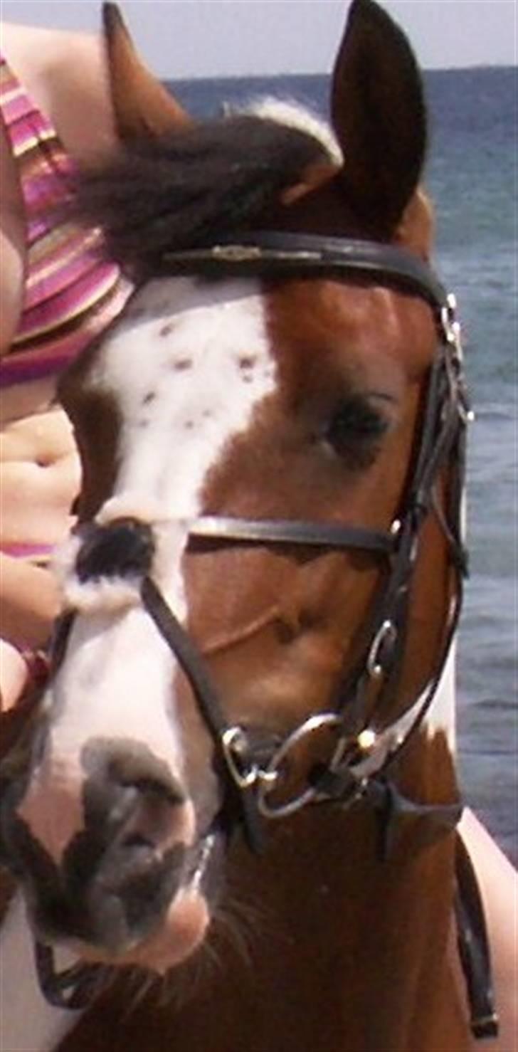 Pinto kelly <´3 billede 15