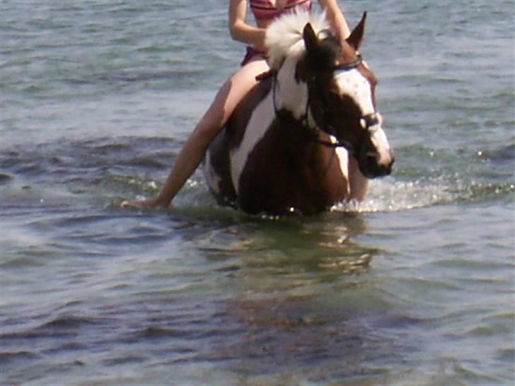 Pinto kelly <´3 billede 16