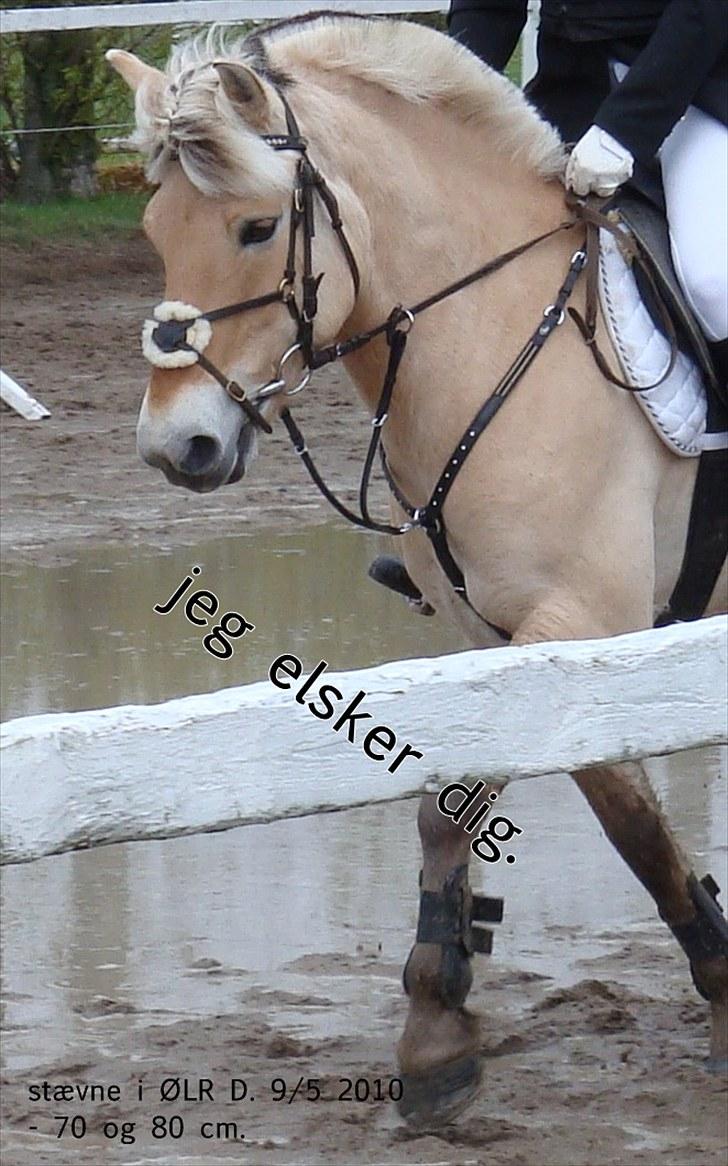 Fjordhest Amalie Stanstorp - jeg elsker dig pigen <3´ billede 1