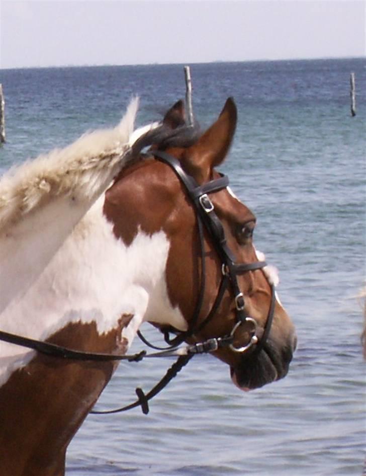 Pinto kelly <´3 billede 17