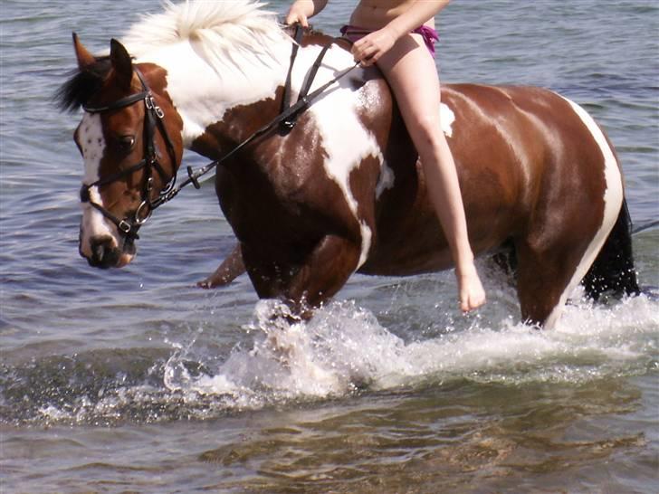 Pinto kelly <´3 billede 18