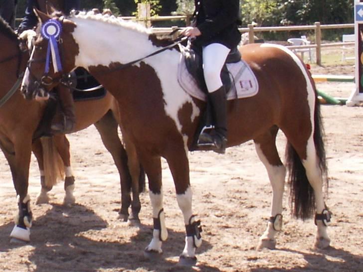 Pinto kelly <´3 billede 19