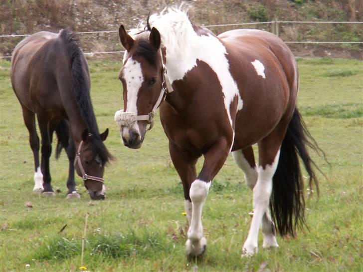 Pinto kelly <´3 billede 20