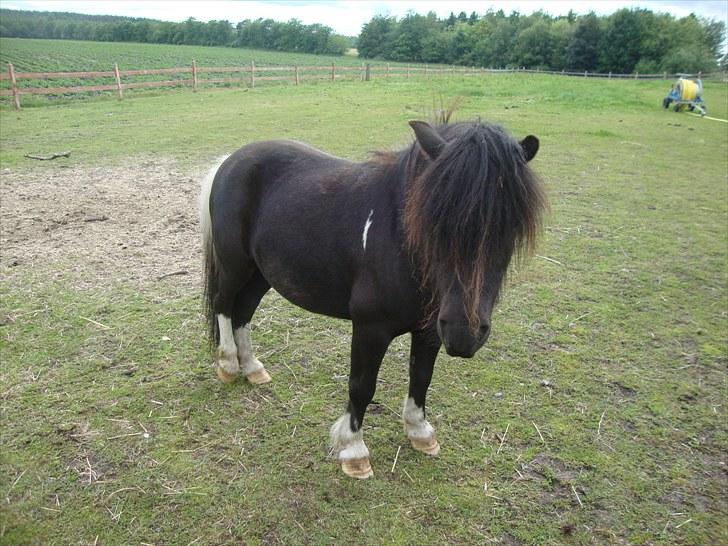 Shetlænder Thor. - fordi du heldigvis er mijn<33 billede 2