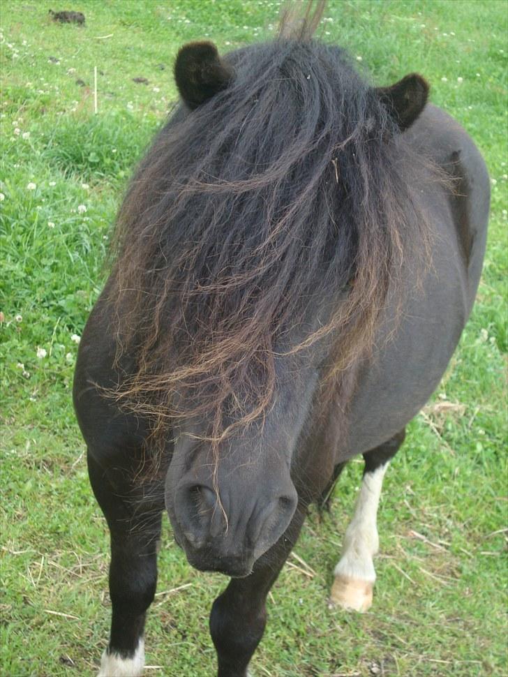 Shetlænder Thor. - Elsker det billede her han er bare supåer smuk der <33 billede 4