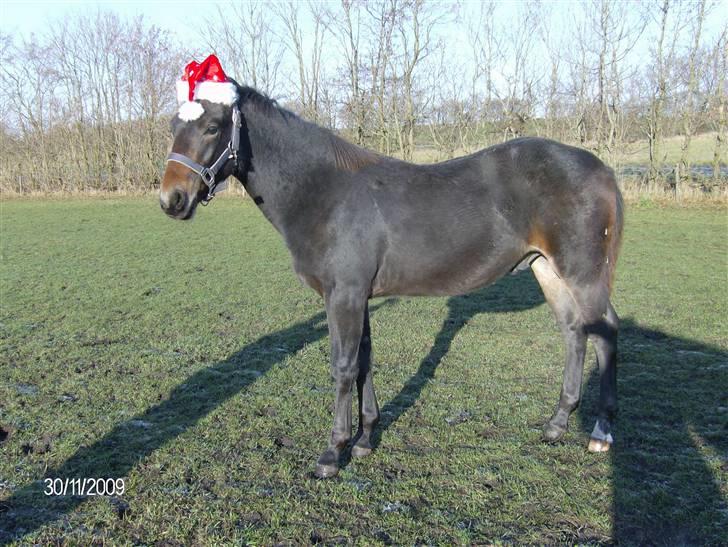 Oldenborg Union´s Valentino - Så er jeg klar til jul, men hvor bliver sneen af ???????? billede 14