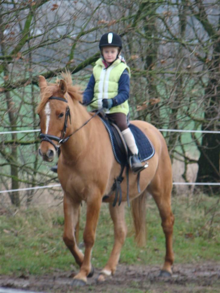 Anden særlig race Phønix - ja det erv så sjov Emilia billede 1