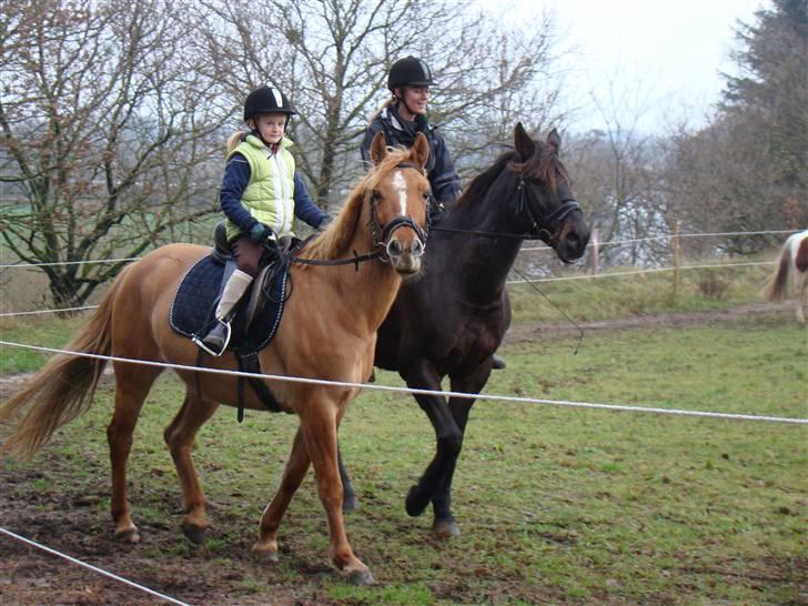 Anden særlig race Phønix - kom så peres  billede 2