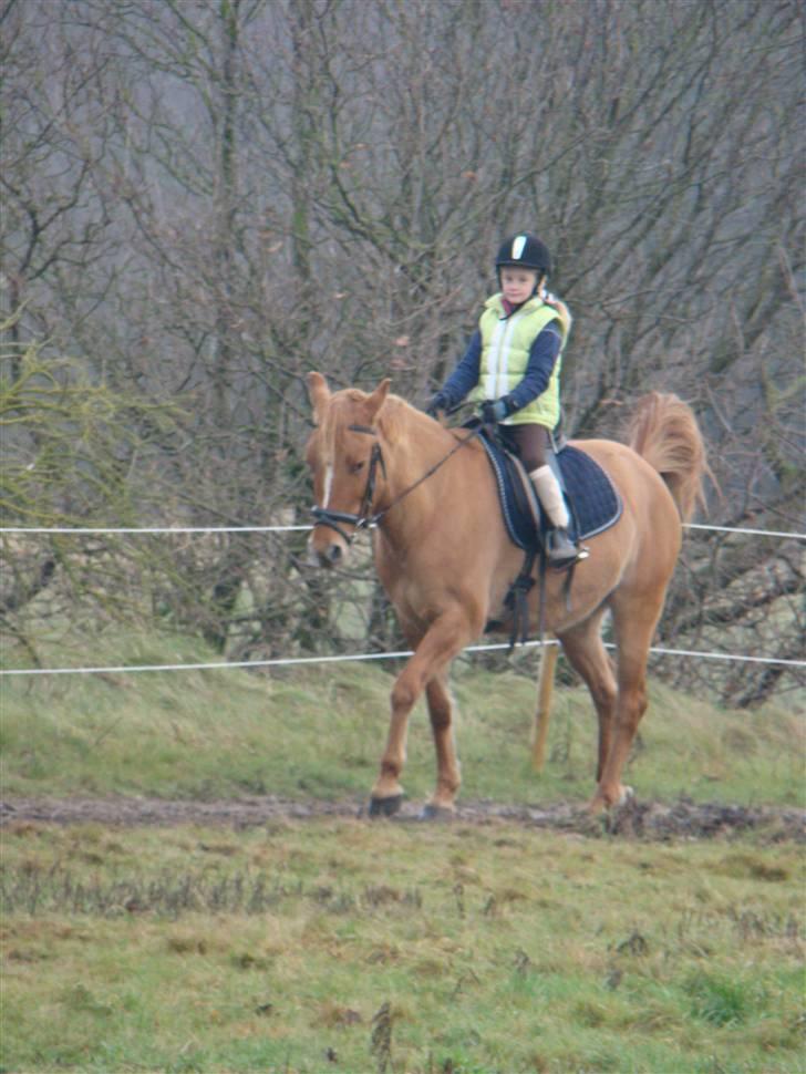 Anden særlig race Phønix - jeg er bare på farten billede 3