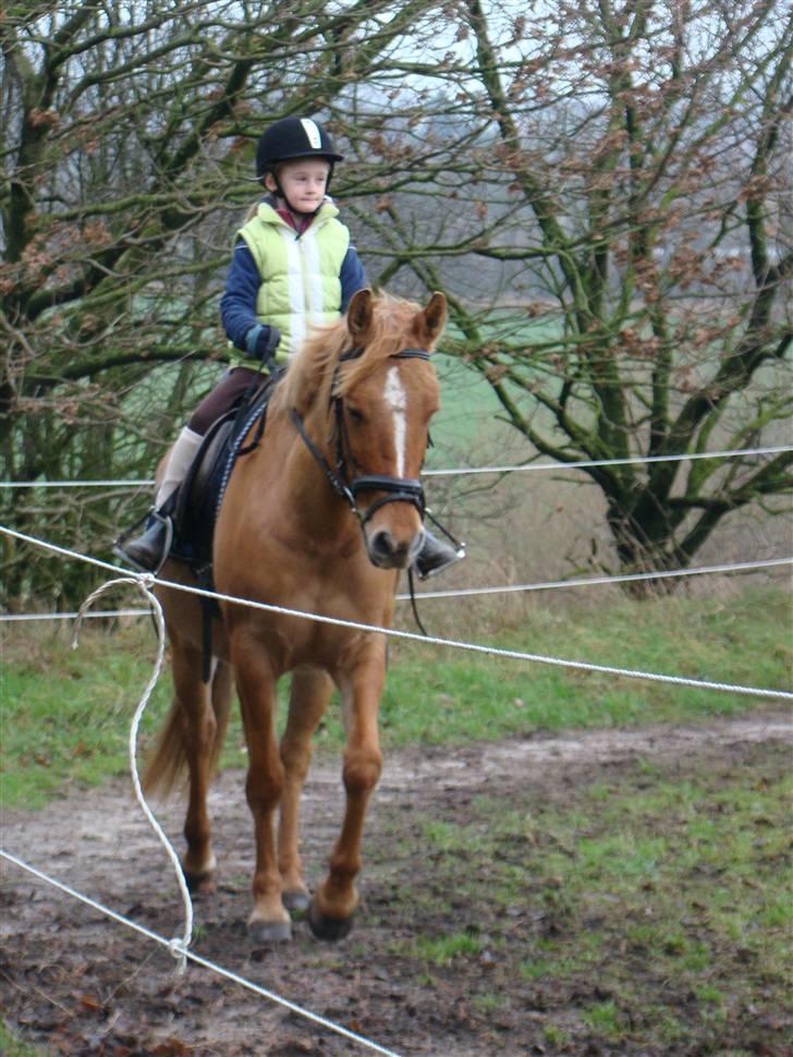 Anden særlig race Phønix - hej-ho her kommer vi billede 4