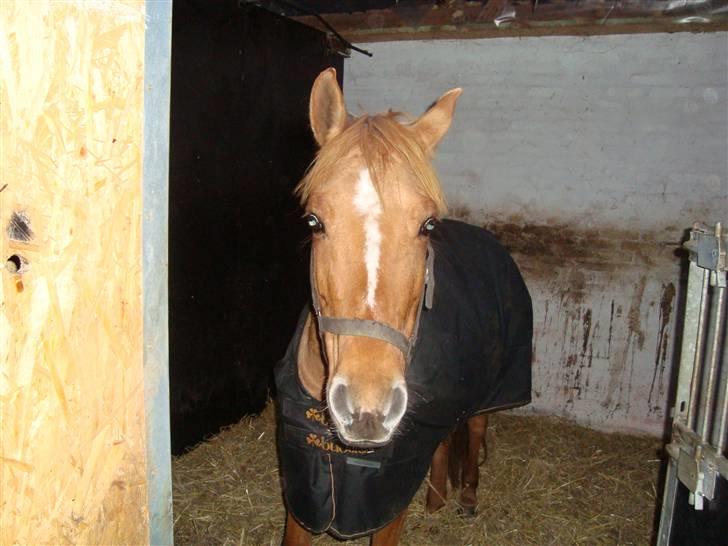 Anden særlig race Phønix - kom så jeg er ikke træt  billede 5