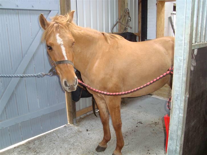 Anden særlig race Phønix - hvornår skal vi ud at ride  ? billede 6