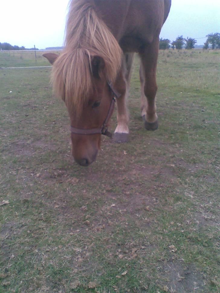 Islænder Nókkvi - Græs, græs, kamera?? billede 11