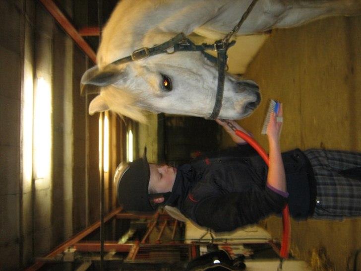 Anden særlig race Elvis Vibjerg (SOLGT) billede 3