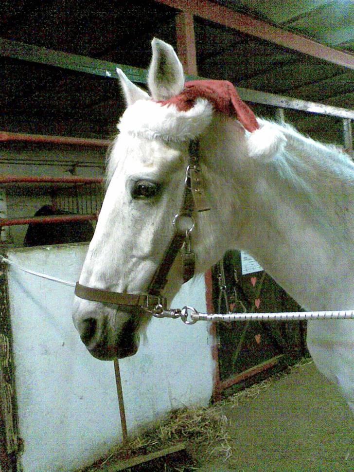 Anden særlig race Elvis Vibjerg (SOLGT) - med nissehue igen..  billede 4