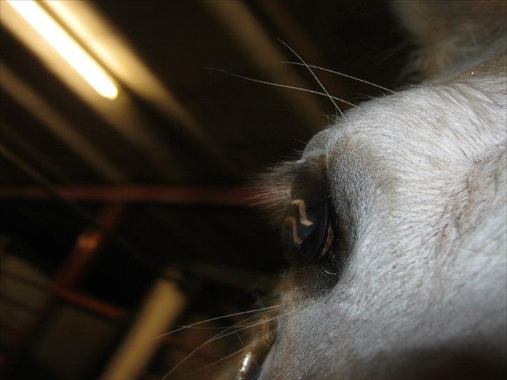 Anden særlig race Elvis Vibjerg (SOLGT) billede 5