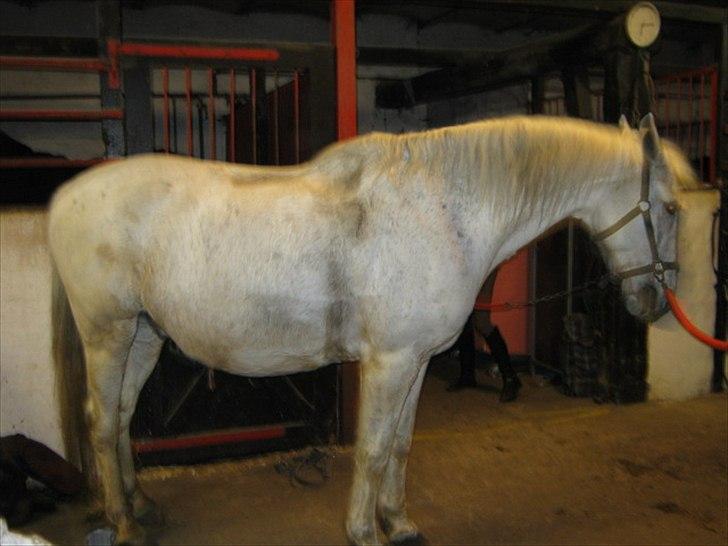 Anden særlig race Elvis Vibjerg (SOLGT) - ræt og svedi efet en hår ride time men det gik rigtig godt :D billede 6