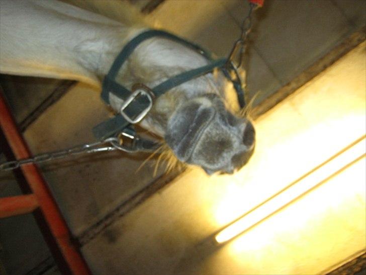 Anden særlig race Elvis Vibjerg (SOLGT) - syndes bare at det billede er så sødt.. :D <3 billede 7