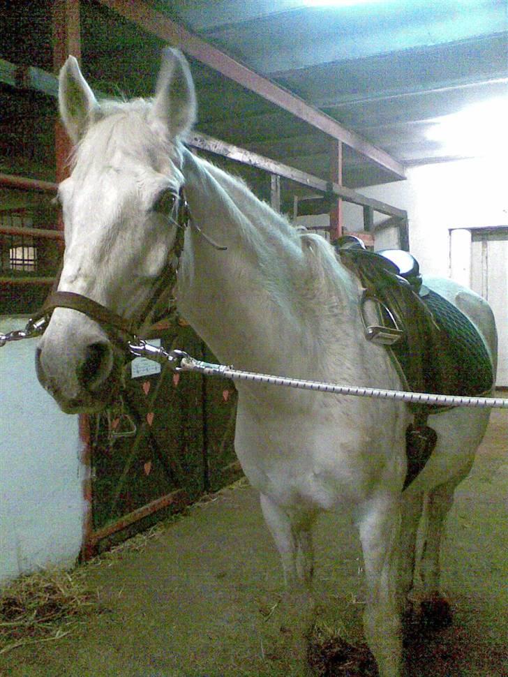 Anden særlig race Elvis Vibjerg (SOLGT) billede 8