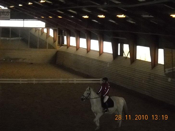 Anden særlig race Elvis Vibjerg (SOLGT) - Til stævne han var meget frisk så det gik ikke så godt.. :D billede 9