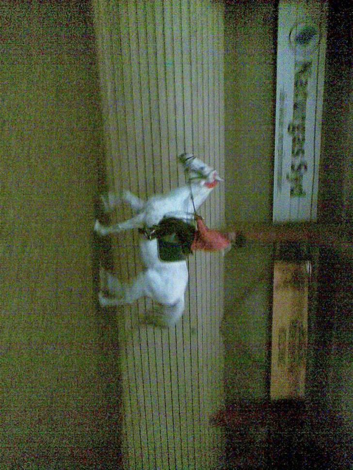 Anden særlig race Elvis Vibjerg (SOLGT) billede 11