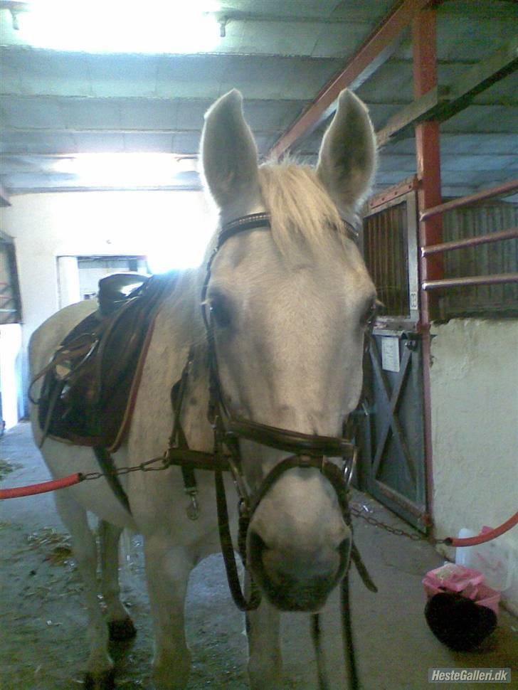 Anden særlig race Elvis Vibjerg (SOLGT) billede 12