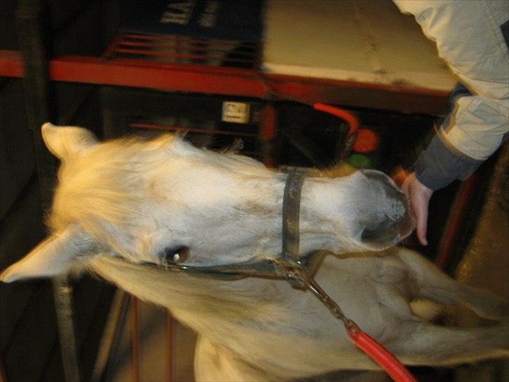 Anden særlig race Elvis Vibjerg (SOLGT) billede 15