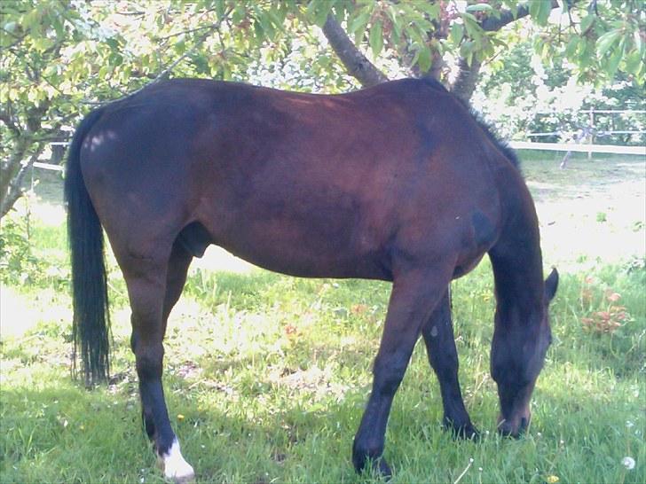 Traver Cyrano "Himmelhest" - Foto: Miig billede 8