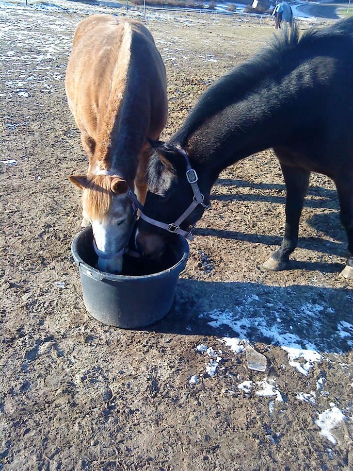 Anden særlig race lone<3 R.I.P. - jeg vil altid elske jer:) billede 11