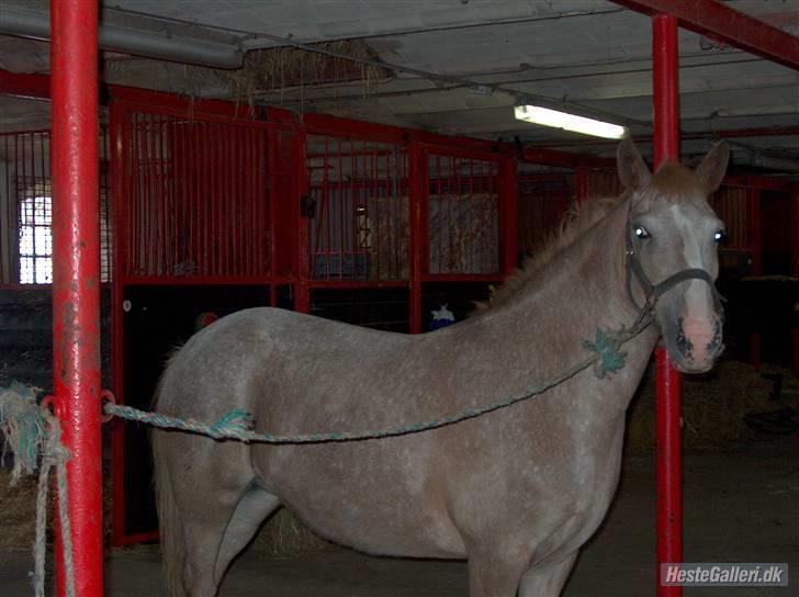 Anden særlig race lone<3 R.I.P. - du så flot super hot:) billede 12