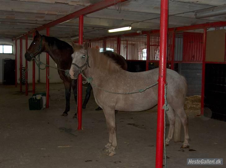 Anden særlig race lone<3 R.I.P. - savner dig skat billede 13