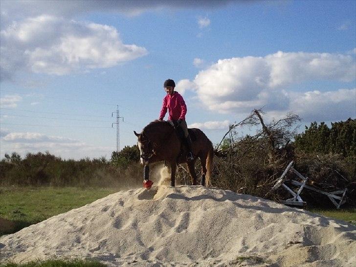 Welsh Pony af Cob-type (sec C) Bolheims Anja - "Uha en lækker sandbunke, lad mig rulle mig i den" Love you darling <3 billede 5