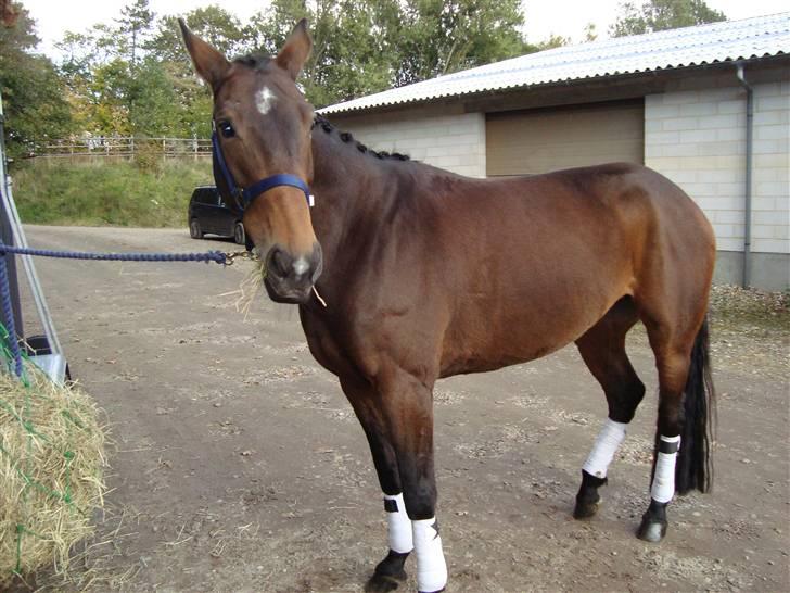 Anden særlig race Jamo - RIP 30/05 - 2011:'( billede 20