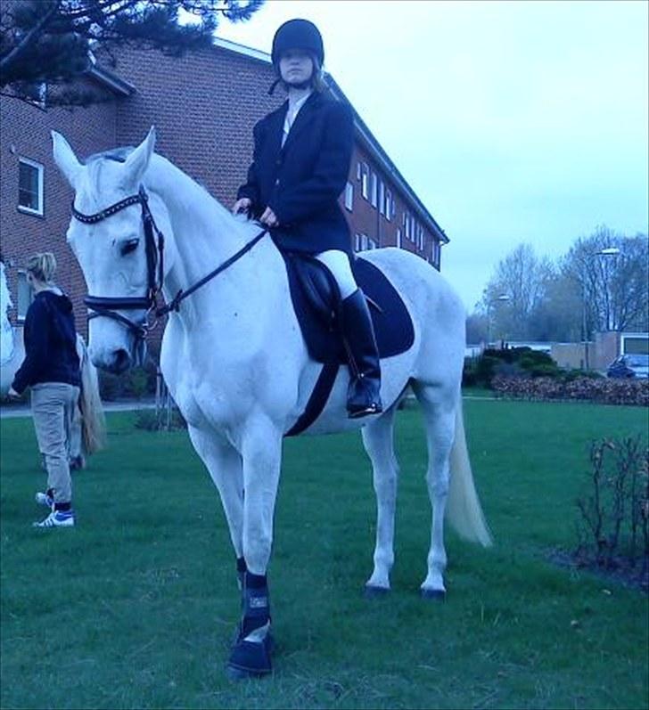 Trakehner Rose Moon - Ved kirken til Trines konfiormation.   Foto: Mads Hansen billede 13