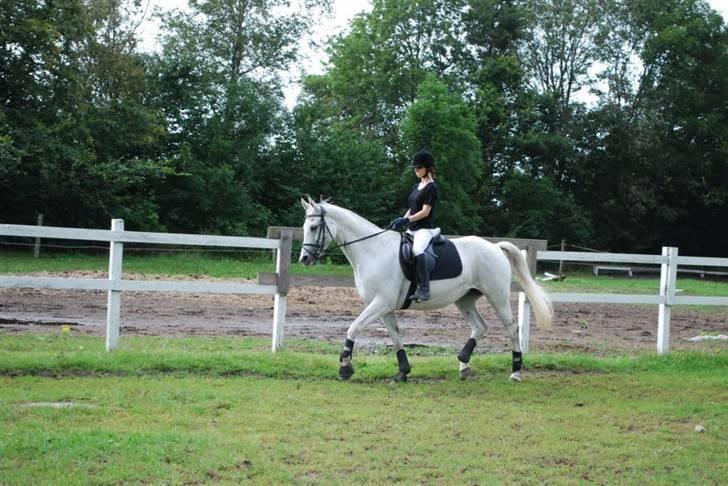 Trakehner Rose Moon - Foto: Michelle billede 16