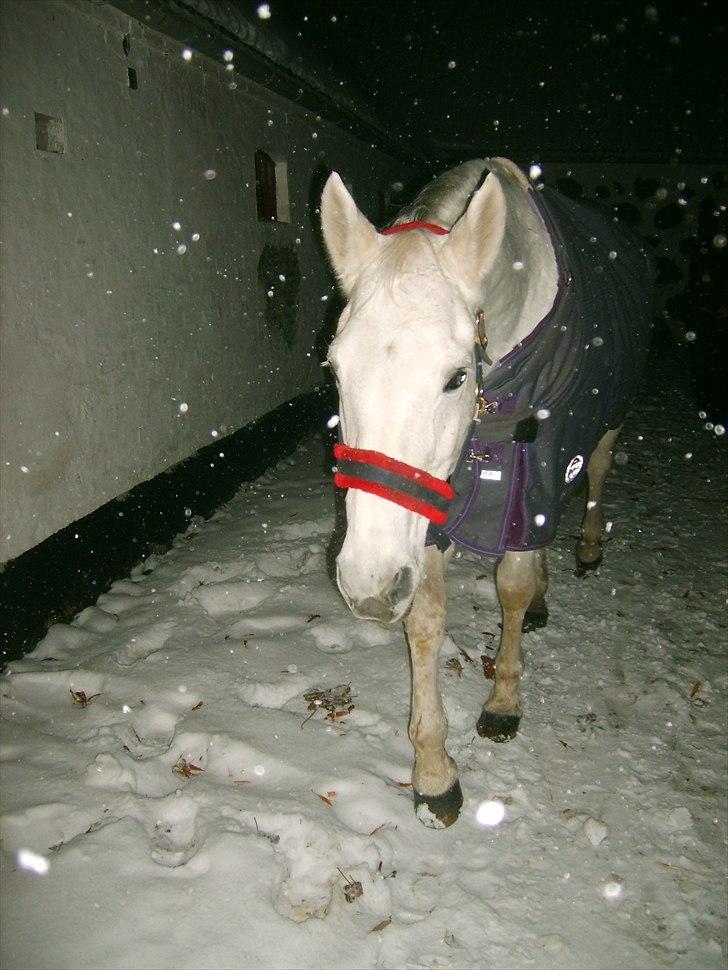 Trakehner Rose Moon - Foto: Mig billede 17