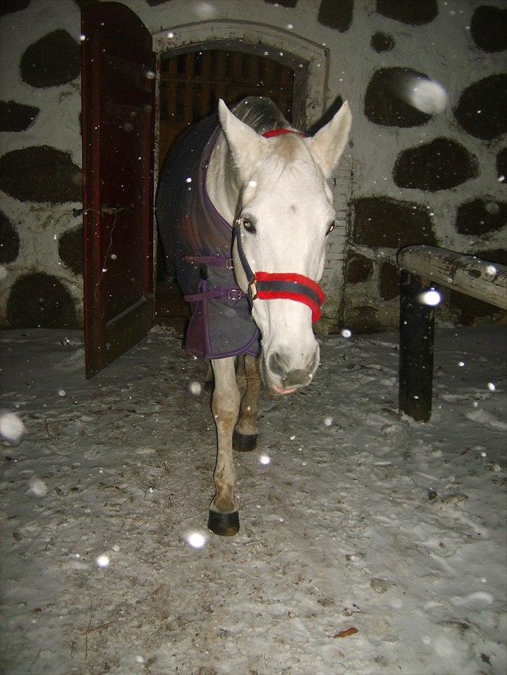 Trakehner Rose Moon - Foto: Mig billede 19