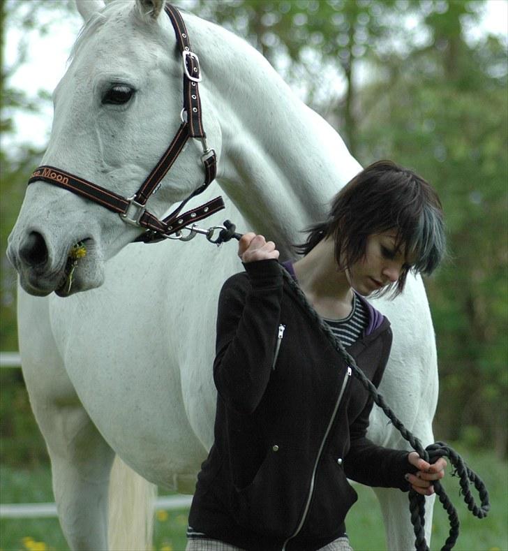 Trakehner Rose Moon - Foto: Carsten Koop billede 20
