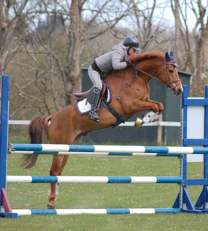 Anden særlig race MR.BOMBASTICK - VELKOMMEN TIL MR: BOMBASTICK`S PROFIL:)  foto mor Annika billede 1