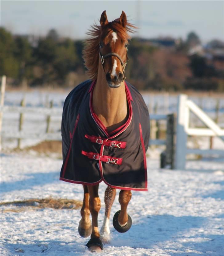 Anden særlig race MR.BOMBASTICK - Hvem sagde charme? :) foto mor Annika billede 4