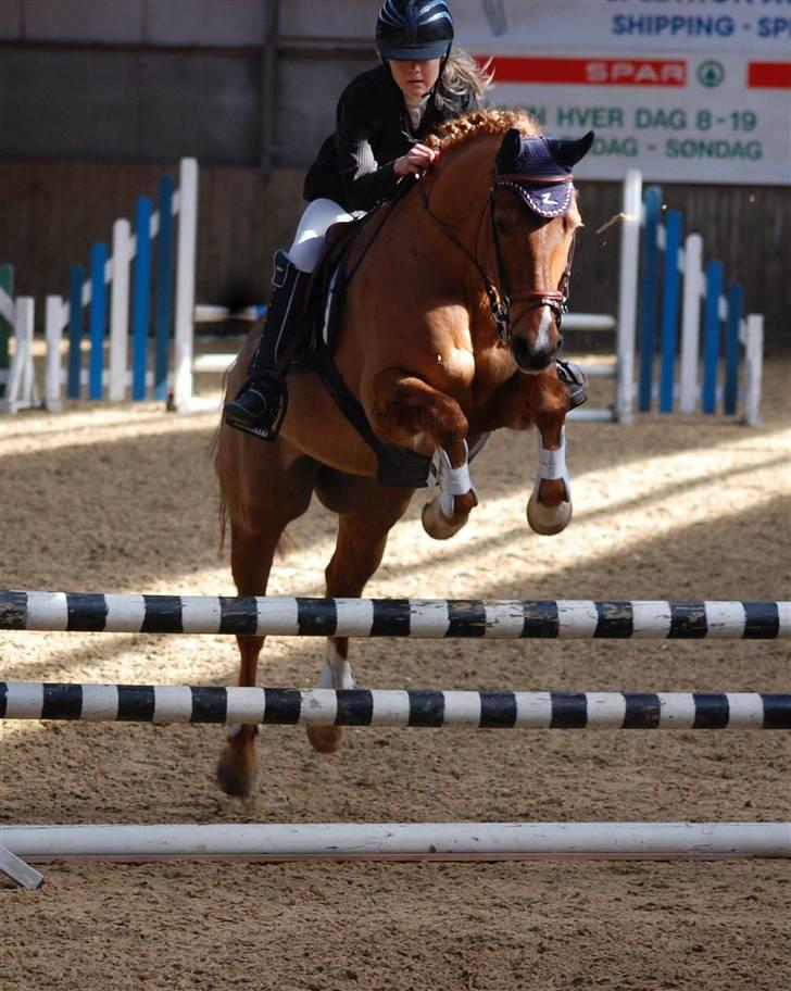 Anden særlig race MR.BOMBASTICK - første springstævne<3 billede 6