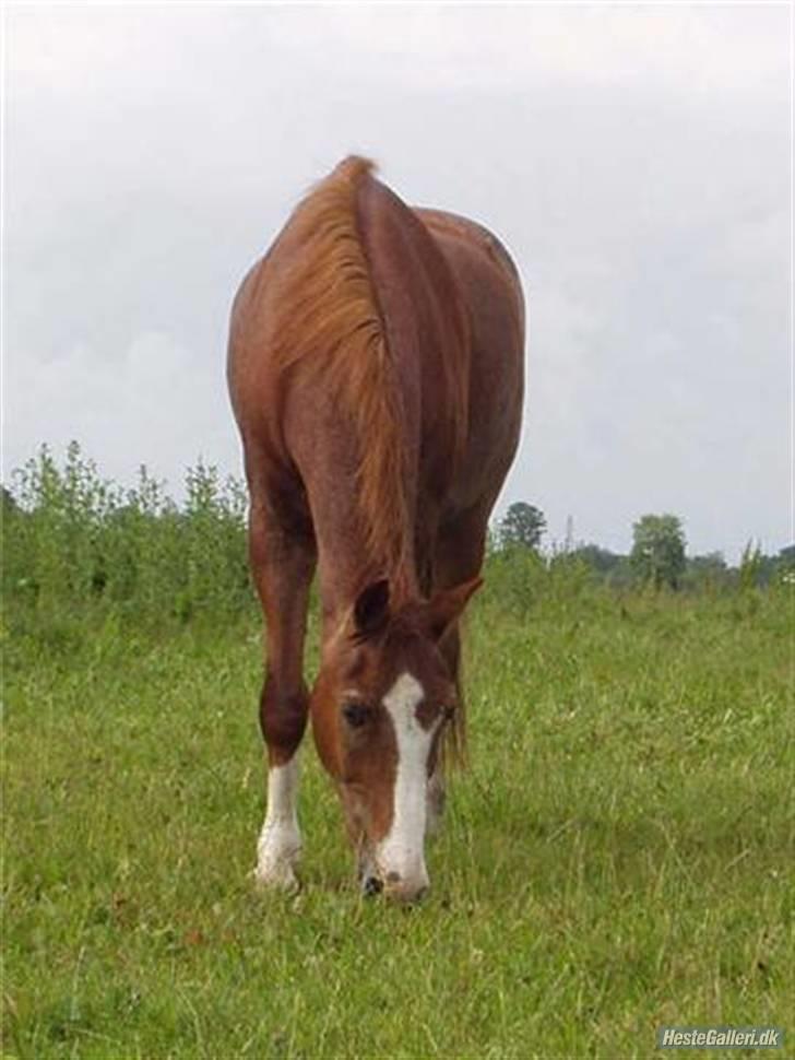 New Forest Rasmus           AFLIVET billede 13