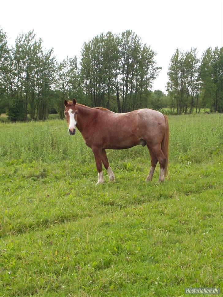 New Forest Rasmus           AFLIVET billede 14