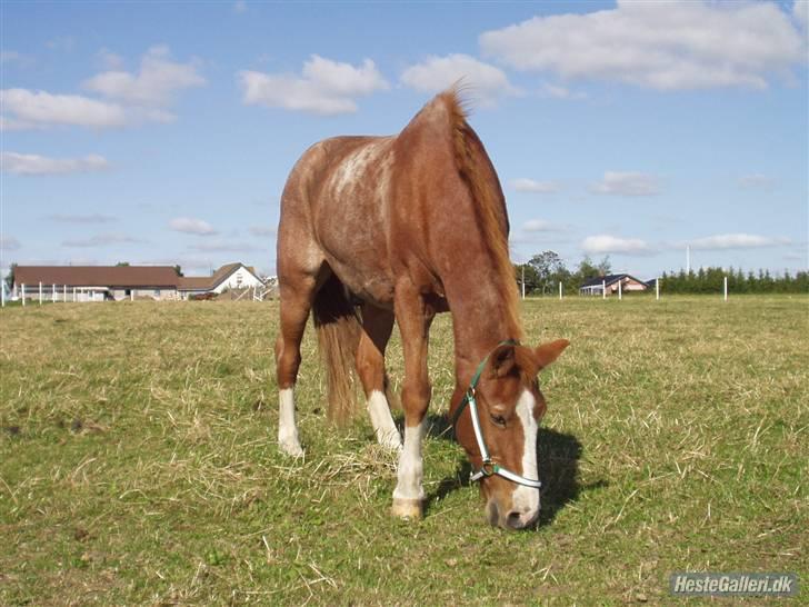 New Forest Rasmus           AFLIVET billede 15
