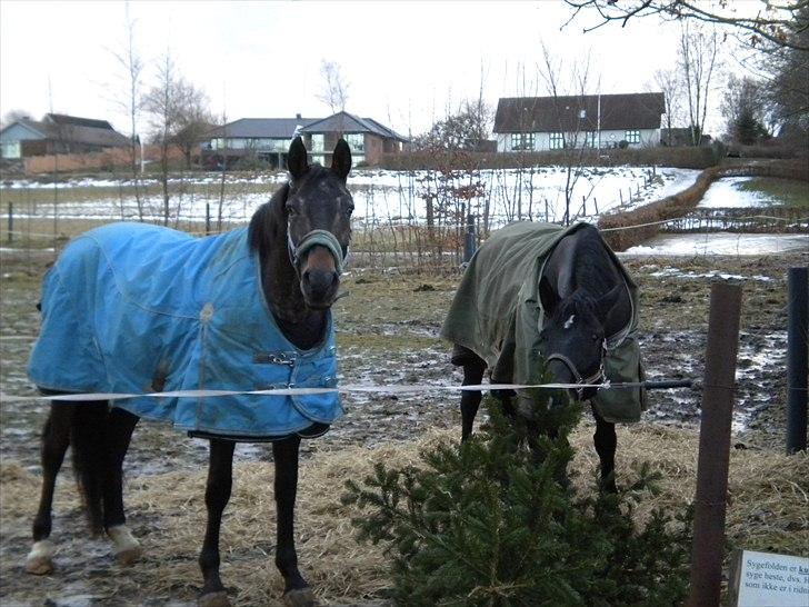 Knabstrupper Moniqe himmelhest og savnet<3 KNN2579  - Moniqe og Billie Jean på sygefold de ser ud som om de hygger sig (-; billede 2