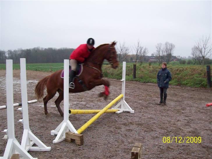 Frederiksborg vivaldi"s sunshine R.I.P billede 5